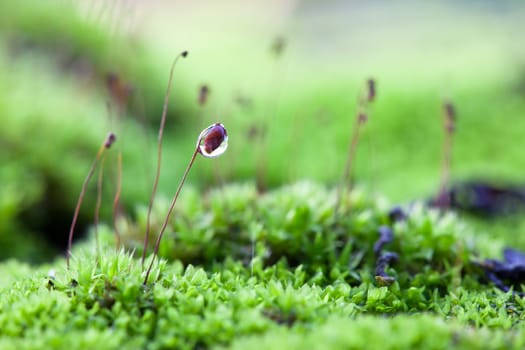 Drops of water on the moss