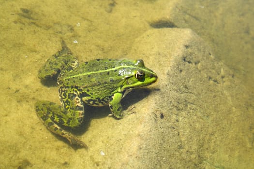 green frog in water, the colored photo