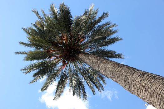 Palm tree and blue sky