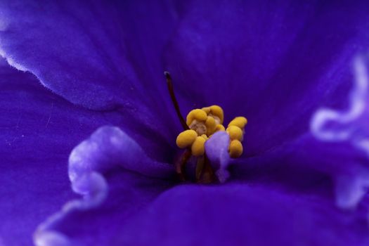 Macro view of violet and yellow stamens