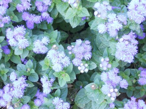 Ageratum is a popular annual that grows in a mounded form and blooms profusely all summer.