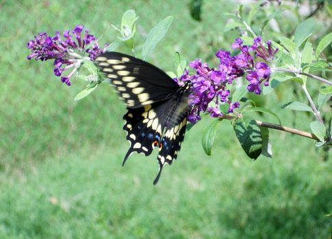 A Black Swallowtail butterfly feeding on a butterfly bush.
