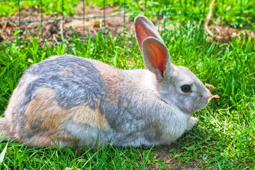 one fluffy rabbit lying at green grass