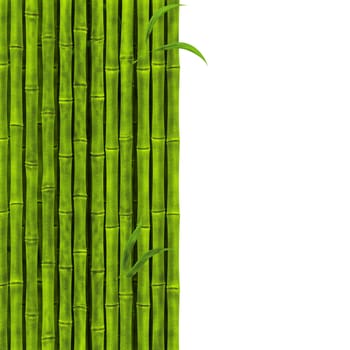 bamboo stems over the white background with copy space