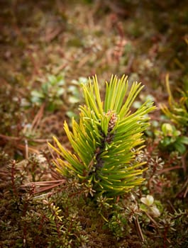 Small pine tree in the moss