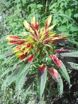 Amaranthus is an annual grown for its colorful leaves and is sometimes referred to as "summer poinsettia".