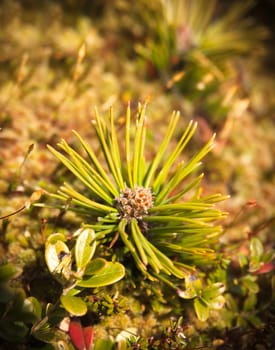Small pine tree in the moss