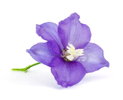 Violet delphinium flower