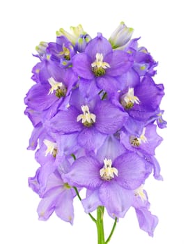 Violet delphinium flower