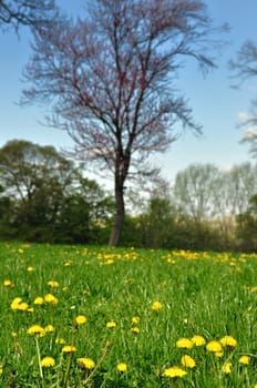 Fresh dandelion on green field in park