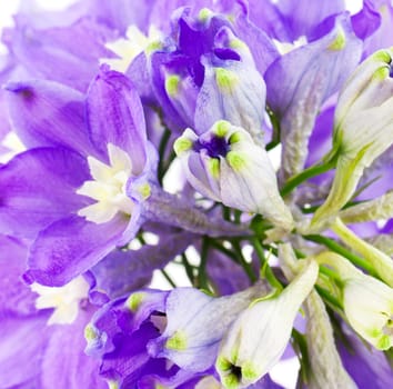 Violet delphinium flower