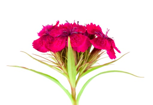 Red flower isolated on white background