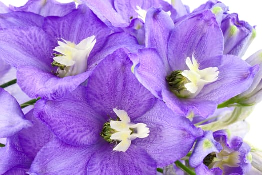 Violet delphinium flower