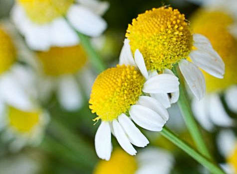 Camomile, matricaria recutita.