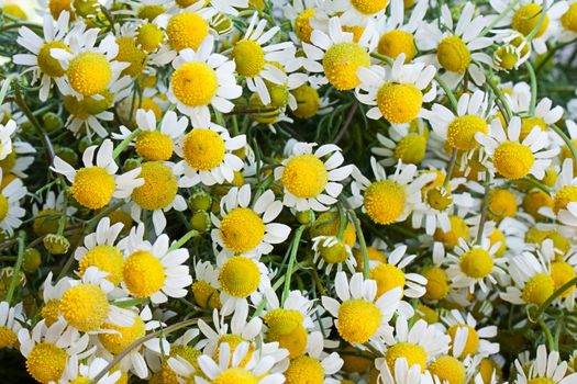 Camomile, matricaria recutita.