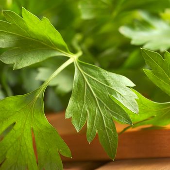 Fresh flat-leaved parsley (Selective Focus, Focus on the middle part and the tip of the right leaf) 