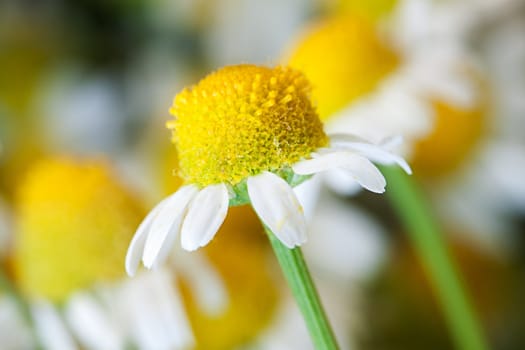 Camomile, matricaria recutita.