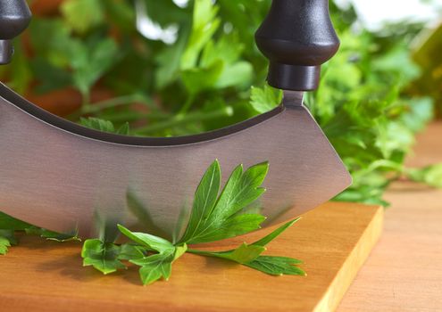 Fresh parsley leaves with a mezzaluna (Selective Focus, Focus on the parsley leaf in front of the blade and the blade)