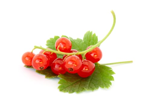 Red currant isolated on white background