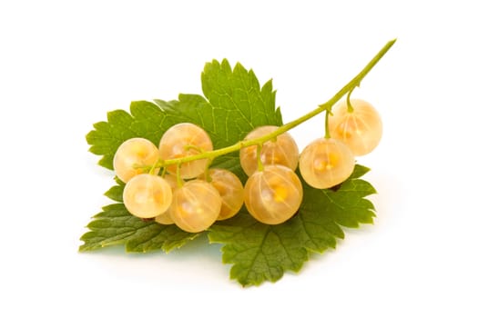 Yellow currant isolated on white background