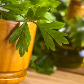 Fresh flat leaf parsley in wooden mortar with oil bottle in the back (Very Shallow Depth of Field, Focus on part of the leaf in the middle)