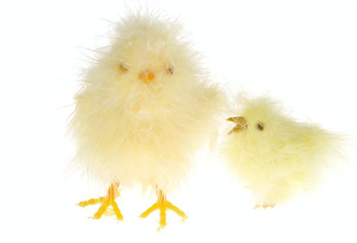 yellow chicklings photo on the white background