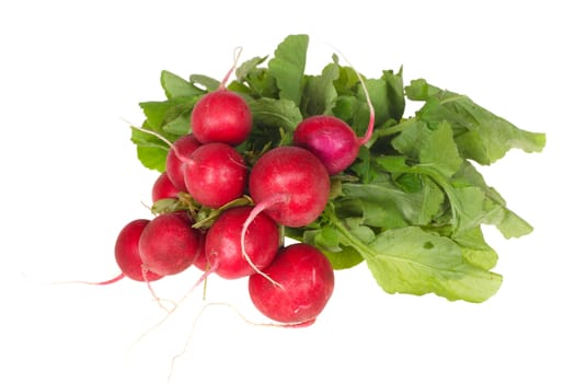 bunch of radishes photo on the white background