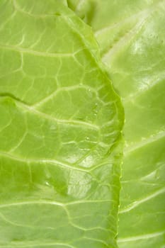 macro shot cabbage's lists, nature abstract background