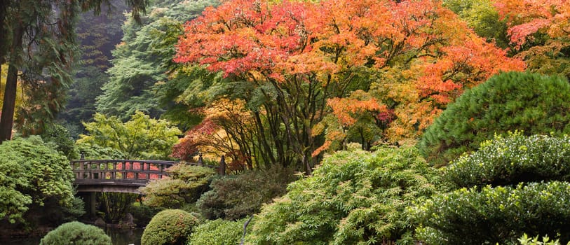 Wooden Foot Bridge at Japanese Garden in the Fall Panorama