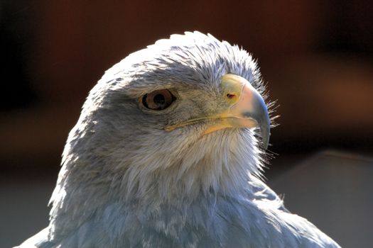 Black-chested Buzzard-eagle portrait