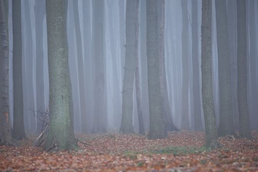 Geisterwald von Nienhagen