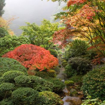 Creek at Japanese Garden One Foggy Morning in the Fall