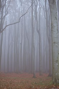 Geisterwald von Nienhagen