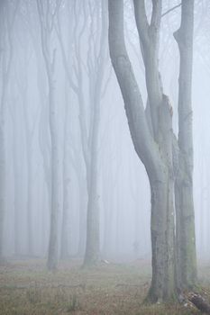 Geisterwald von Nienhagen