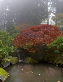 Maple Tree Over Waterfall at japanese Garden One Foggy Fall Morning