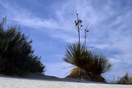 Rippled sand dunes in White Sands National Monument, New Mexico, USA