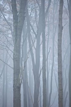 Geisterwald von Nienhagen