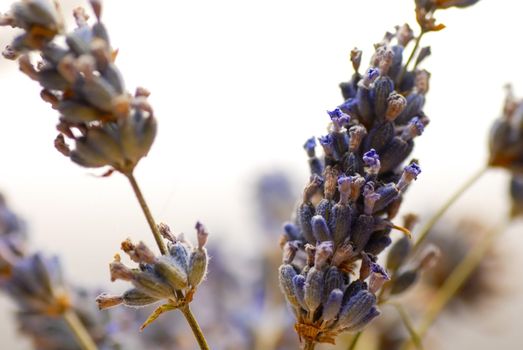 dry lavender flowers closeup over white background