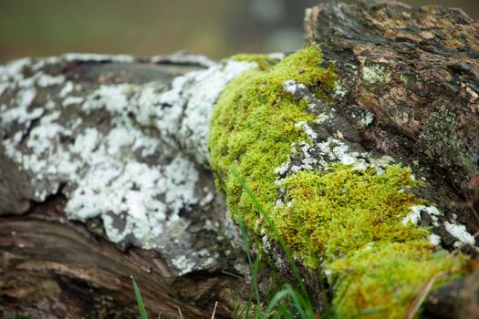 Geisterwald von Nienhagen