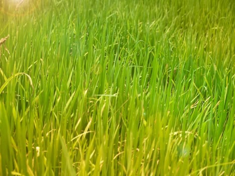 Green field paddy rice with shining golden sunlight