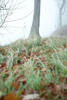 Geisterwald von Nienhagen