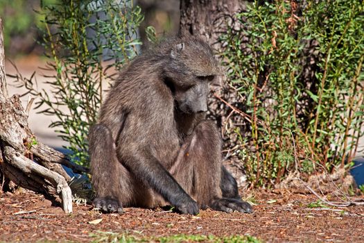 A baboon looking for food