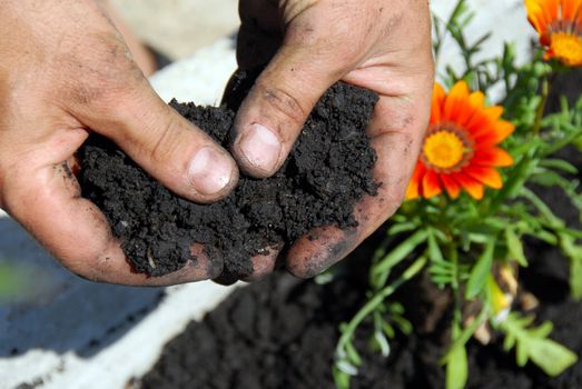 black soil for planting flowers in man hands closeup