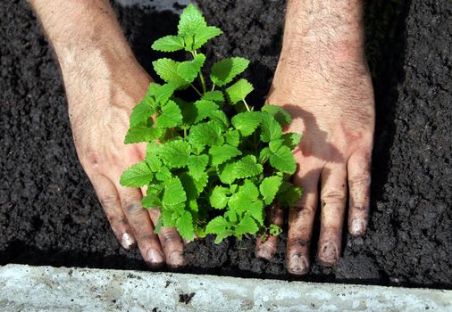 lemon balm planting in garden on black soil