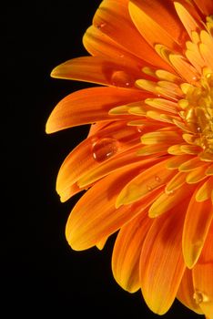 A orange gerbera flower with little water drops on black background.