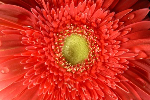 Red gerbera flower close up with little water drops on black background.