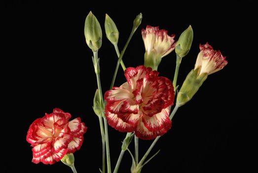 Carnation flower bouquet nuanced in red and white close up on black background.