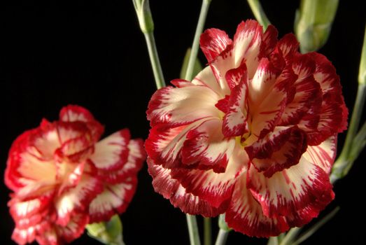 Carnation flower bouquet nuanced in red and white close up on black background.