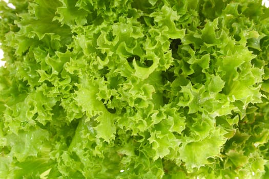 Fresh green lettuce freshly picked from the farm on display