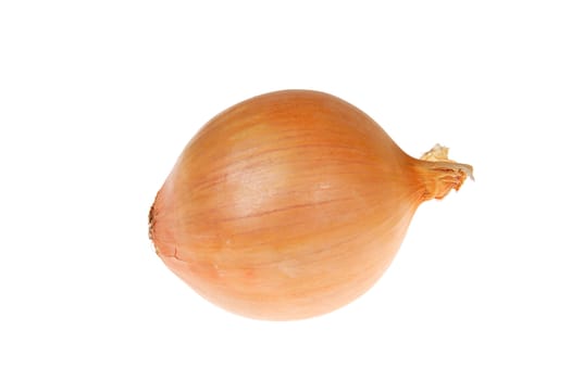 one onion photo on the white background